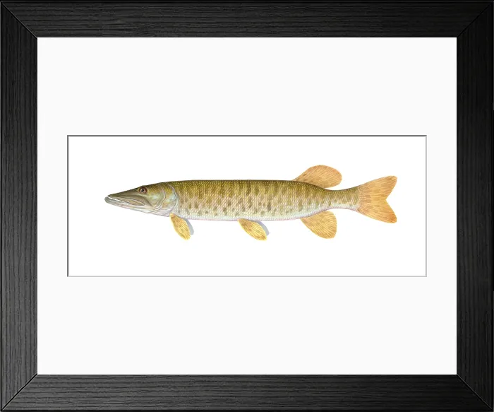 Framed Print : Muskie, muskellunge, lunge, musky or ski fish