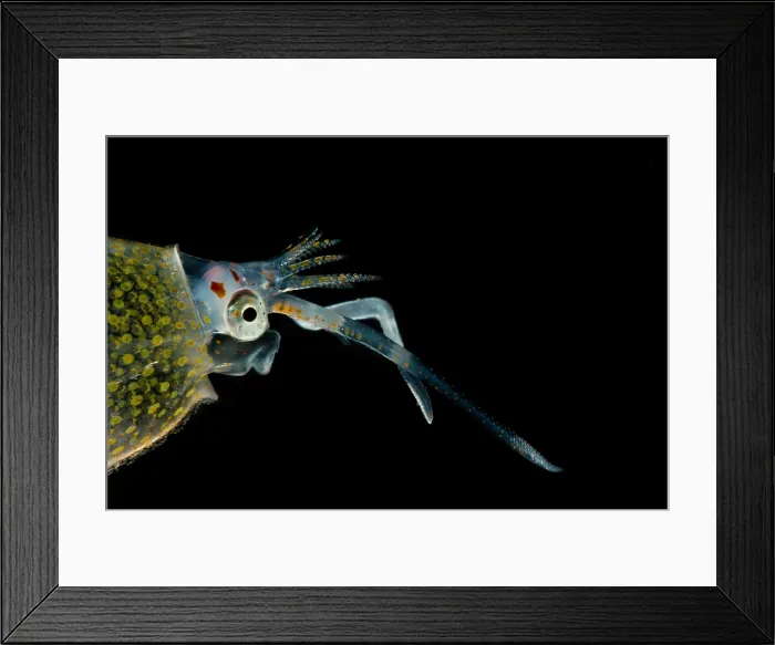 Framed Print : Cockatoo squid (Cranchia scabra)