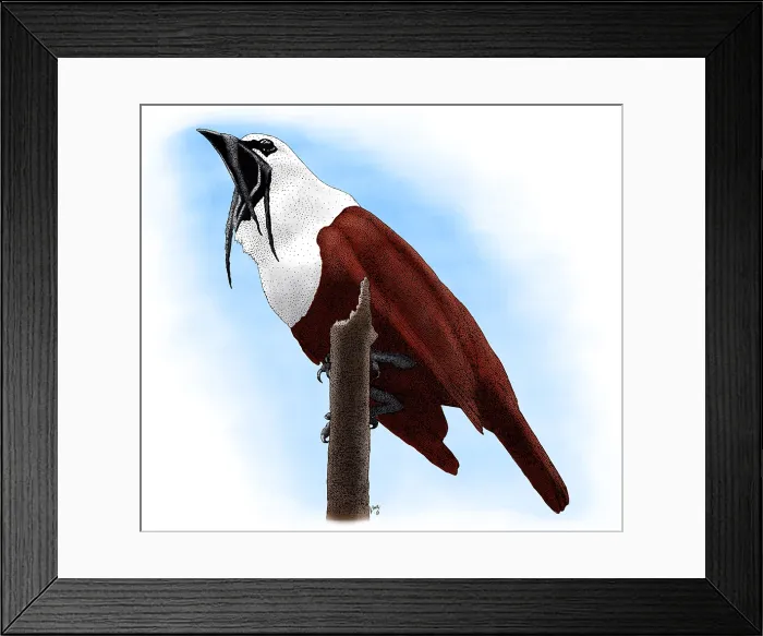 Framed Print : Three-wattled Bellbird Framed Print : Three-wattled Bellbird