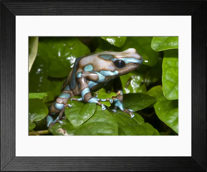 Framed Print : Green and Black Poison Frog Framed Print : Green and Black Poison Frog