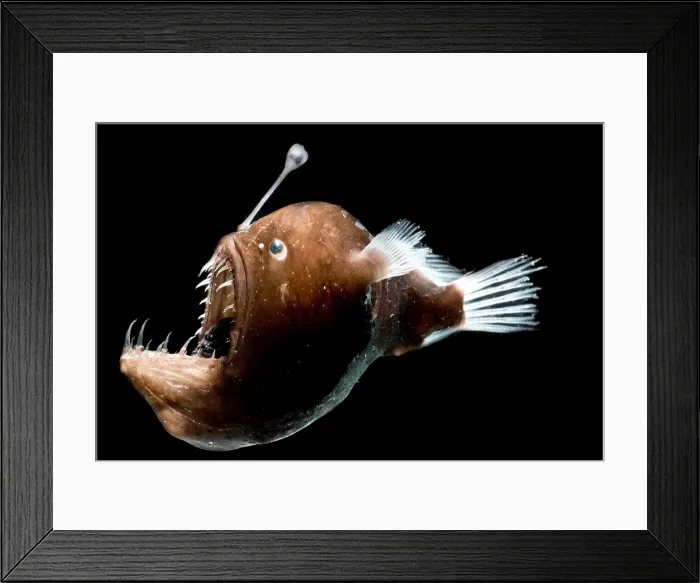 Framed Print : Johnson's Abyssal Seadevil