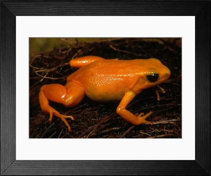 Framed Print : Golden Mantella Framed Print : Golden Mantella