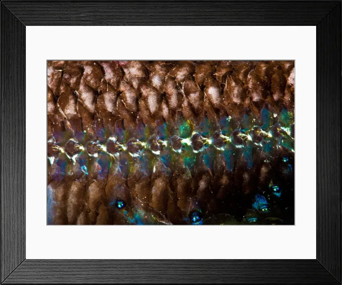Framed Print : Lanternfish (Diaphus rafinesquii)