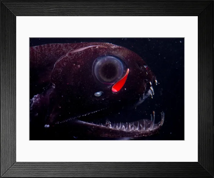Framed Print : Dragonfish Framed Print : Dragonfish
