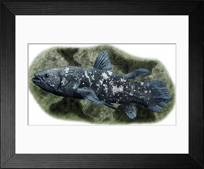 Framed Print : West Indian Ocean Coelacanth Framed Print : West Indian Ocean Coelacanth