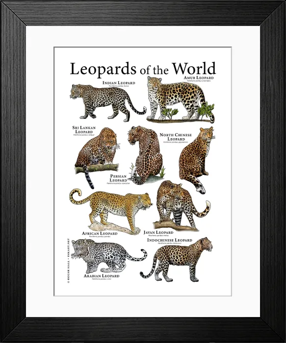Framed Print : Leopards of the World