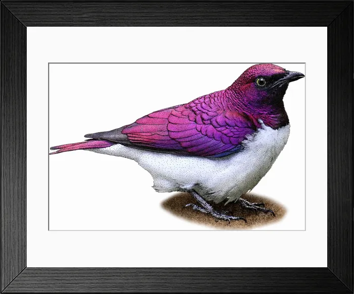 Framed Print : Violet Backed Starling