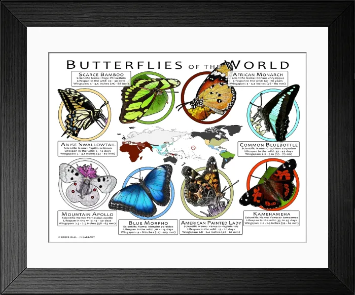 Framed Print : Butterflies of the World Framed Print : Butterflies of the World