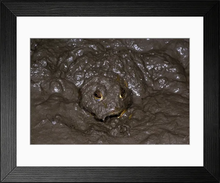 Framed Print : Bullfrogs (Rana catesbeiana) often spend the cooler winter months in the mud Framed Print : Bullfrogs (Rana catesbeiana) often spend the cooler winter months in the mud