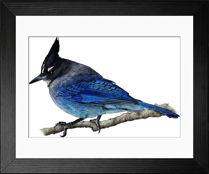 Framed Print : Steller's Jay