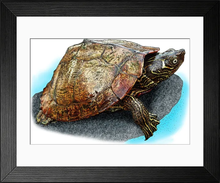 Framed Print : Mississippi Map Turtle Framed Print : Mississippi Map Turtle