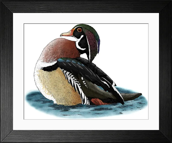 Framed Print : Wood Duck. Pen and ink illustration of a Wood Duck (Aix sponsa)