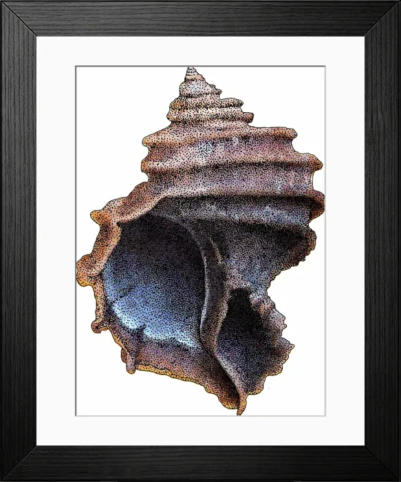 Framed Print : Ecphora Gardnerae Framed Print : Ecphora Gardnerae