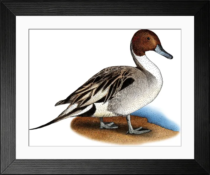 Framed Print : Northern Pintail Duck