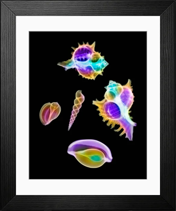 Framed Print : Mollusk Sea Shells, X-ray