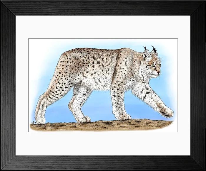 Framed Print : Canadian Lynx