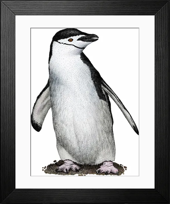 Framed Print : Chinstrap penguin Framed Print : Chinstrap penguin