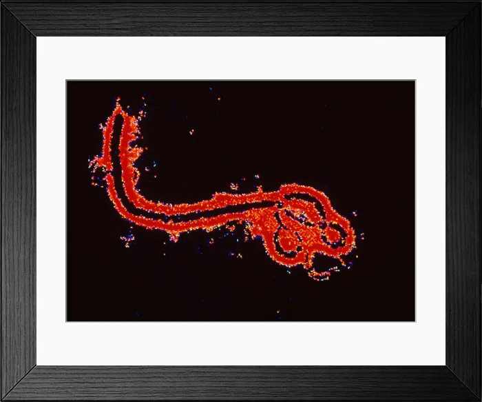 Framed Print : Ebola virus Framed Print : Ebola virus