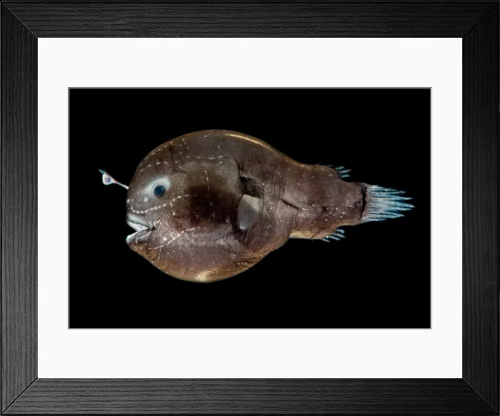 Framed Print : Larval female anglerfish, Oneirodidae