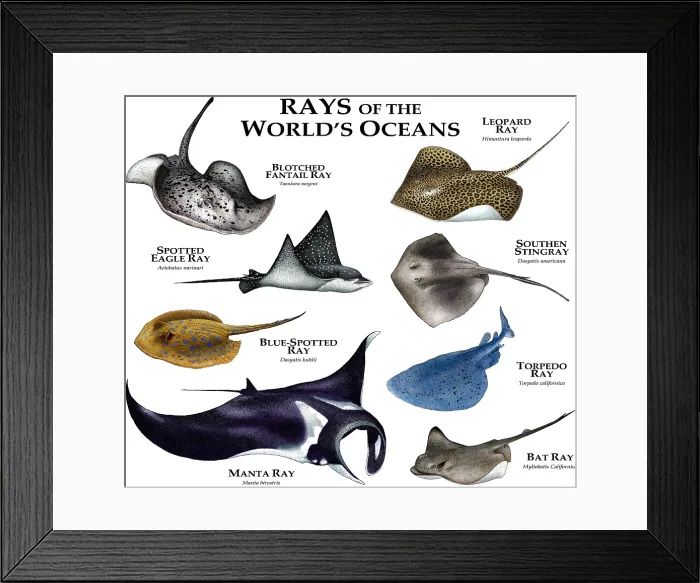Framed Print : Ray's of the World's Oceans Framed Print : Ray's of the World's Oceans