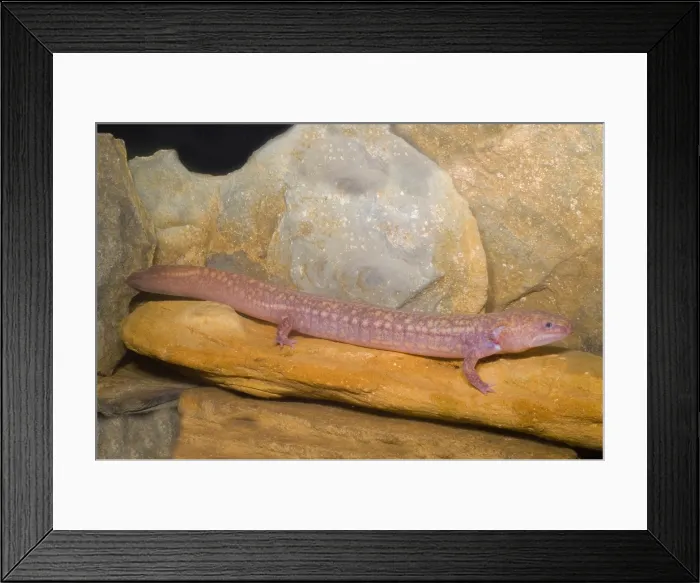 Framed Print : West Virginia Spring Salamander