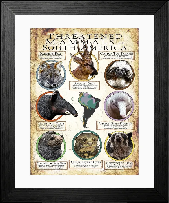 Framed Print : Endangered Mammals of South America Framed Print : Endangered Mammals of South America