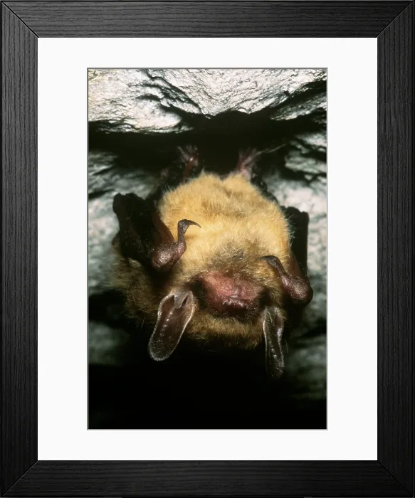 Framed Print : Northern Long-eared Bat