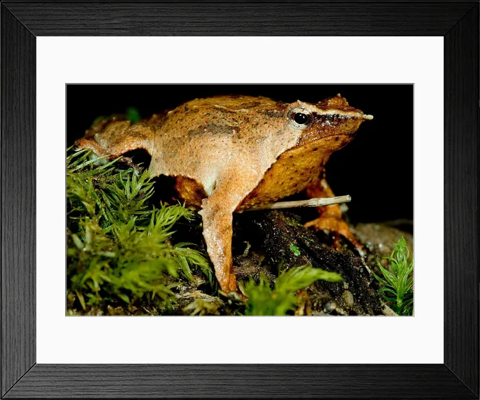 Framed Print : Darwin's Frog Framed Print : Darwin's Frog