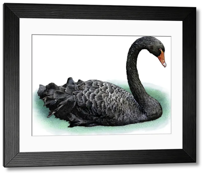 Framed Print : Black Swan
