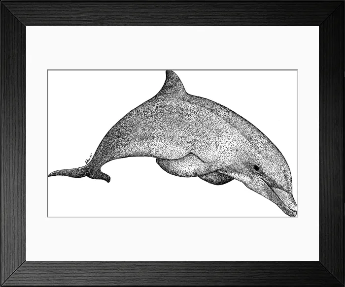 Framed Print : Bottlenose Dolphin Framed Print : Bottlenose Dolphin