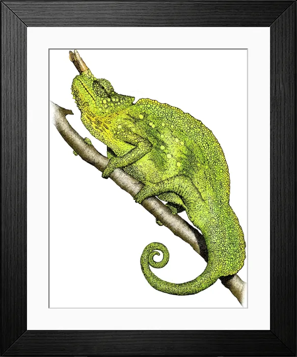 Framed Print : Mountain Chameleon Framed Print : Mountain Chameleon