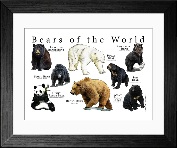 Framed Print : Bear Species Framed Print : Bear Species