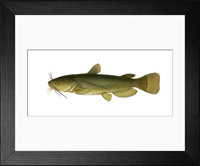 Framed Print : Yellow Bullhead Framed Print : Yellow Bullhead