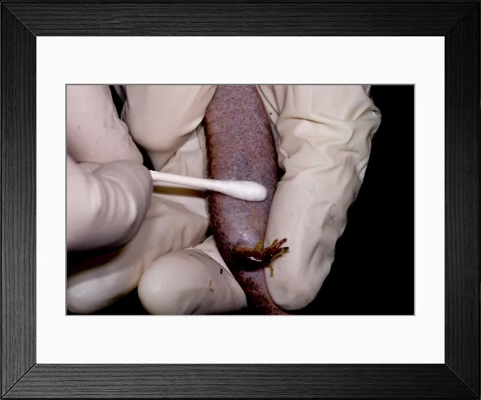 Framed Print : Testing for amphibian disease Framed Print : Testing for amphibian disease