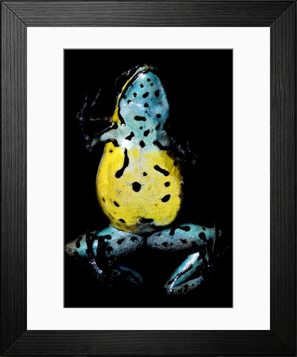 Framed Print : Poison Frog Framed Print : Poison Frog