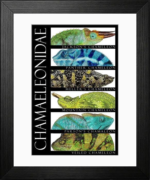 Framed Print : Chameleons of the World Framed Print : Chameleons of the World