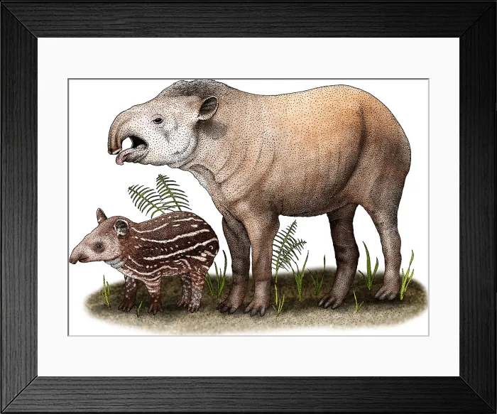 Framed Print : South American Tapir