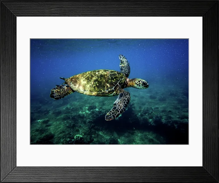 Framed Print : Green Sea Turtle (Chelonia mydas) Framed Print : Green Sea Turtle (Chelonia mydas)