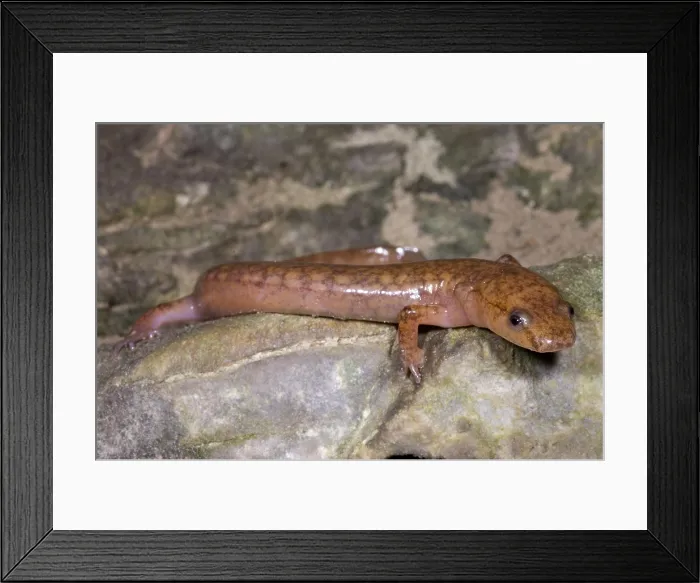 Framed Print : West Virginia Spring Salamander