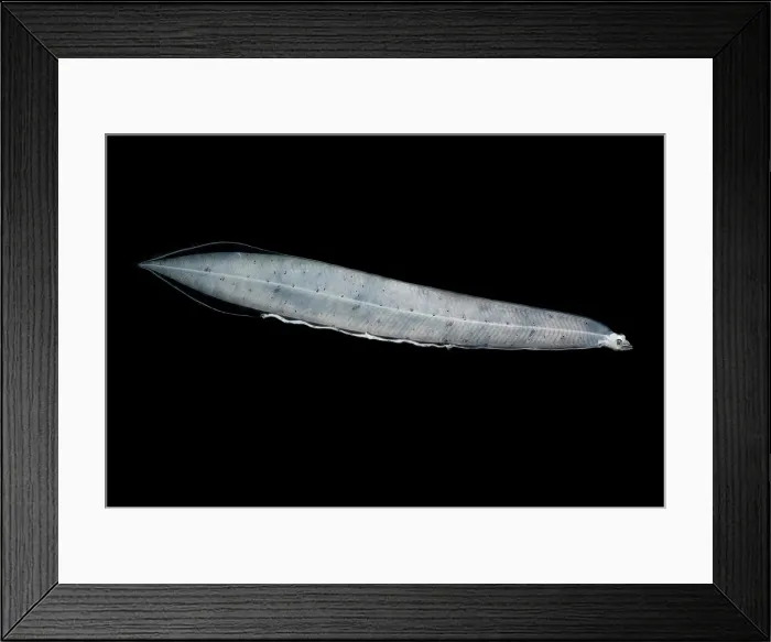 Framed Print : Leptocephalus Larva Framed Print : Leptocephalus Larva
