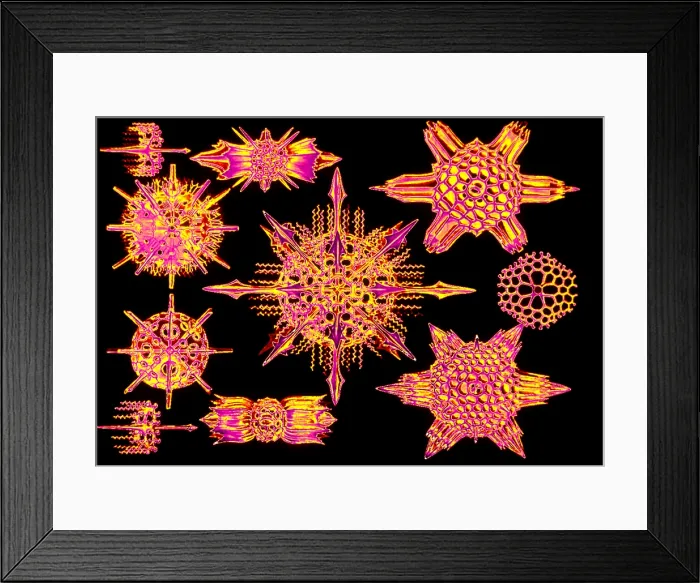 Framed Print : Radiolarians Framed Print : Radiolarians