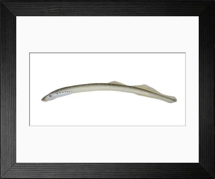 Framed Print : American Brook Lamprey Framed Print : American Brook Lamprey