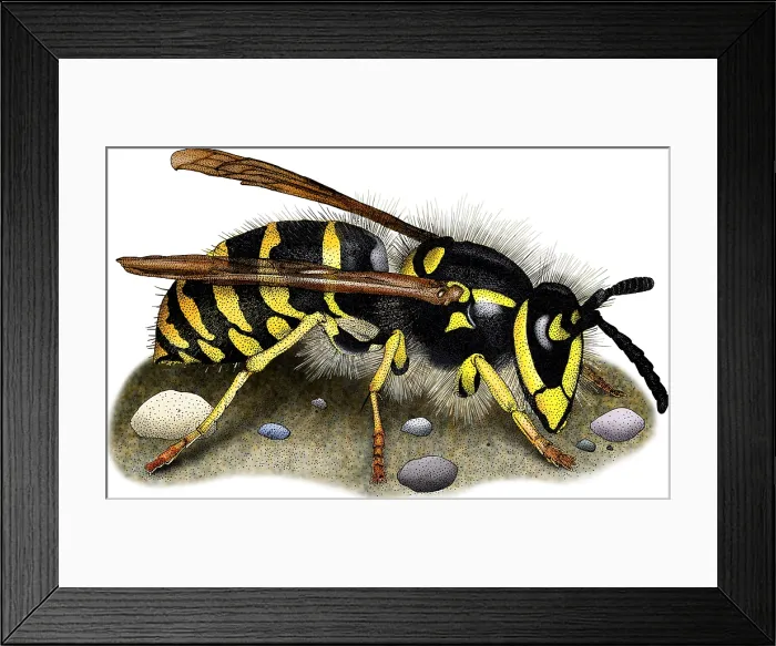 Framed Print : Common Yellow Jacket Wasp Framed Print : Common Yellow Jacket Wasp