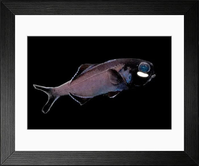 Framed Print : Flashlight Fish