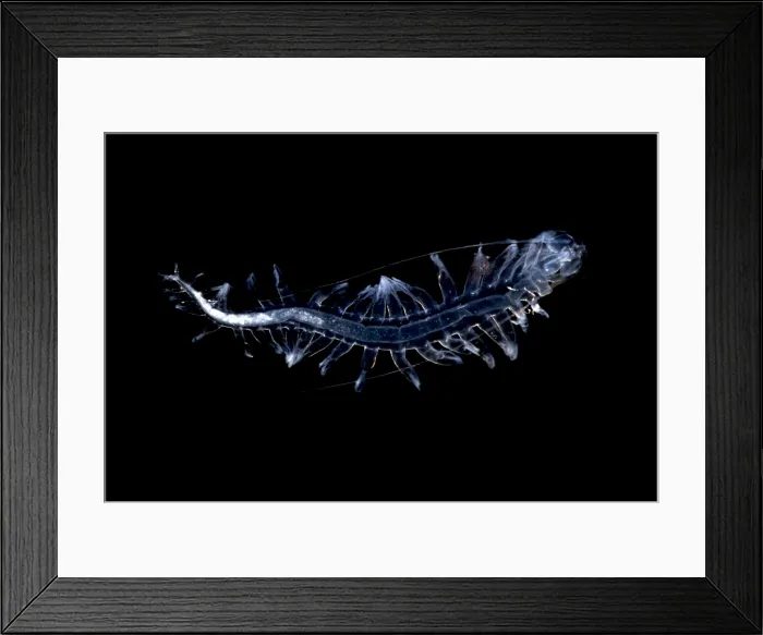 Framed Print : Marine worm Framed Print : Marine worm