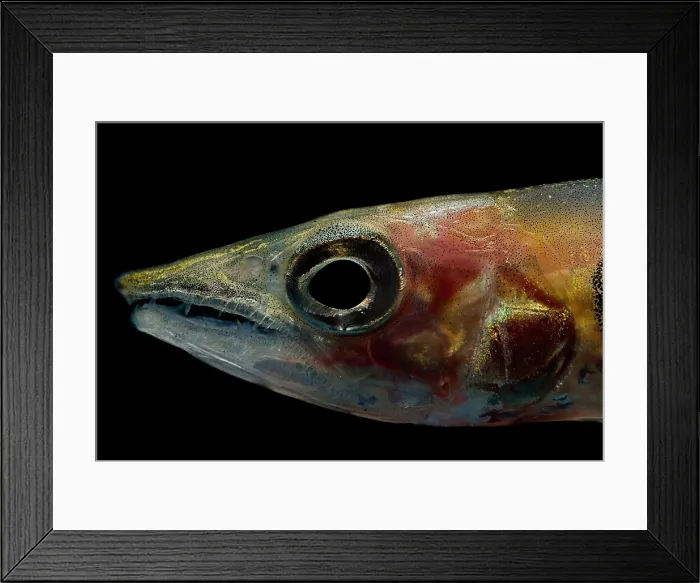 Framed Print : Freshwater Barracuda Framed Print : Freshwater Barracuda