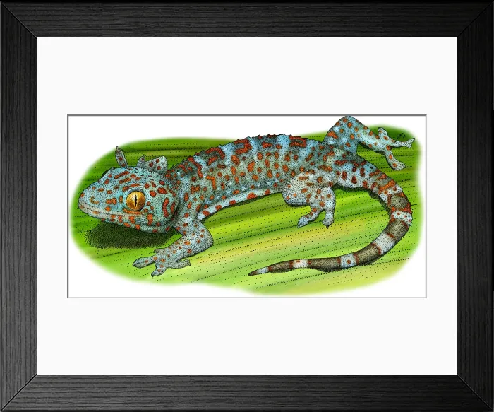 Framed Print : Tokay Gecko