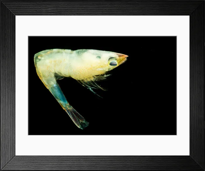 Framed Print : Mesopelagic Crustacean (Lucaya bigelowi) Framed Print : Mesopelagic Crustacean (Lucaya bigelowi)