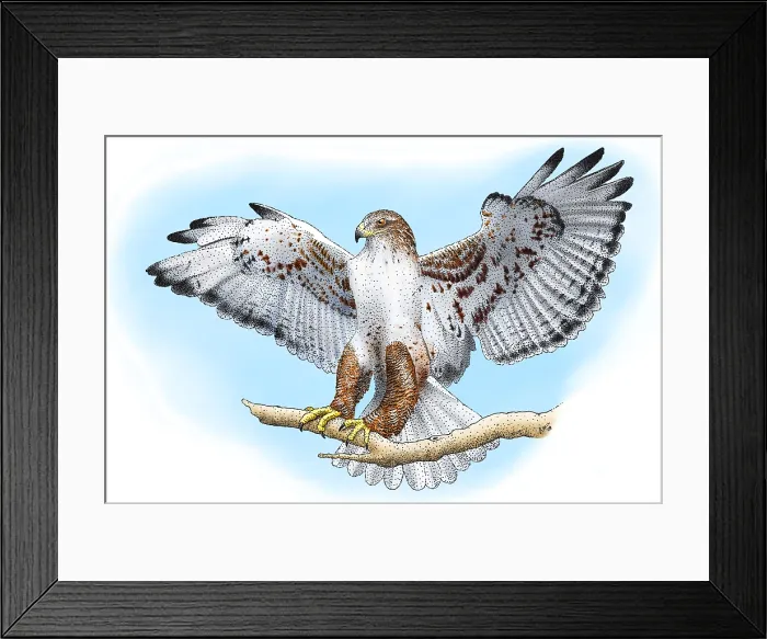 Framed Print : Ferruginous Hawk Framed Print : Ferruginous Hawk