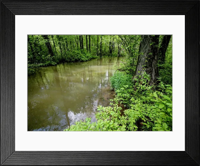 Framed Print : Cypress-Tupelo swamp in northeastern Alabama Framed Print : Cypress-Tupelo swamp in northeastern Alabama
